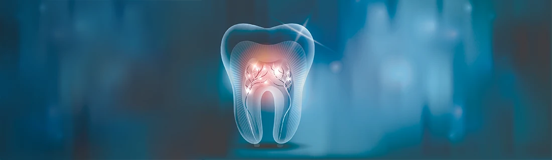 Transparent Tooth Root Canal Illustration Transparent Tooth Root Canal Illustration