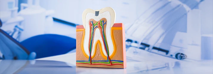 A model figure of a tooth depicts the internal make up of nerve connections within A model figure of a tooth depicts the internal make up of nerve connections within