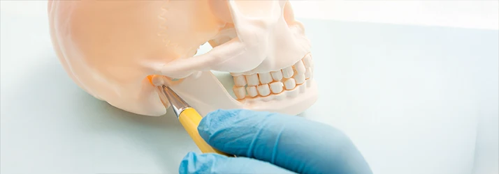 Orthodontist pointing to the temporomandibular joint (TMJ) on a skull model during a TMJ treatment consultation.