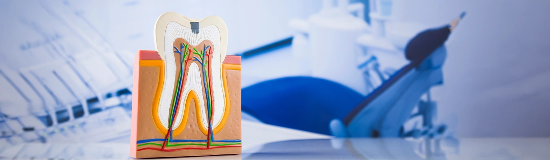Cutaway-Of-a-Tooth-Model-Showing-The-Roots-And-Nerves.webp