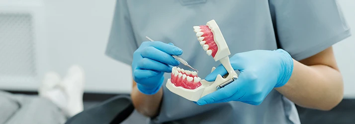 Dentist-Pointing-To-A-Mouth-Analogue-To-Explain-The-Root-Canal-Procedure.webp
